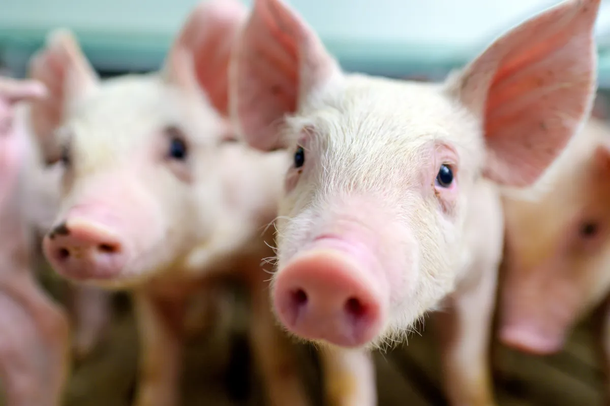 Schweine schauen leicht traurig